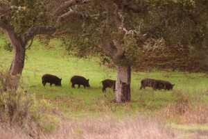 Eine Herde Wildschweine grast auf einer grünen Wiese umgeben von Bäumen und Pflanzen.
