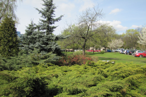 Ein Park mit verschiedenen Bäumen, Pflanzen, Gras und Blumen sowie ein Parkplatz mit Autos, Gebäuden und einem bewölkten Himmel im Hintergrund.