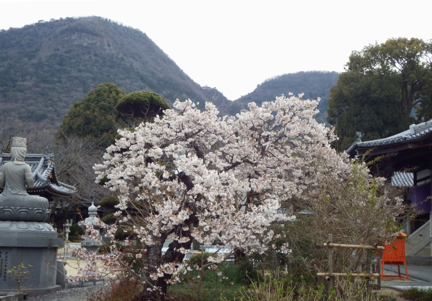 Ein japanischer Kirschblütenbaum steht in einem Park mit grünem Gras, Pflanzen und Bäumen, flankiert von einer Statue links und Häusern rechts, mit Bergen und einem blauen Himmel im Hintergrund.