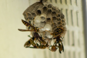 Ein Wespennest mit mehreren Honigbienen, die darum herumfliegen, vor einem unscharfen Hintergrund.