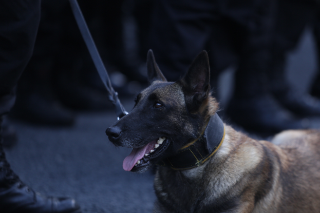 Ein Polizeihund sitzt auf dem Boden neben einer Person mit Gürtel und Stiefeln, mit einem unscharfen Hintergrund.