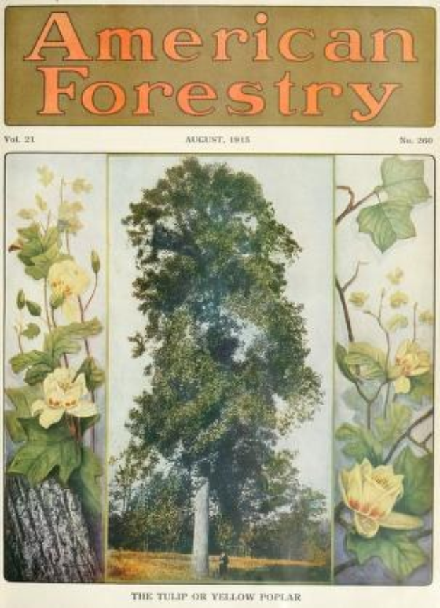 Titelbild der *American Forestry Magazine*, August 1915, mit leuchtenden Illustrationen von Bäumen und Blumen.