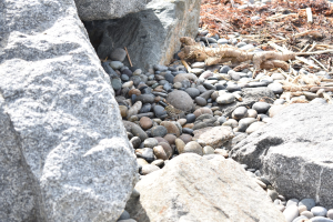 Ein steiniger Strand mit verstreuten Steinen und Kieseln, der eine kleine Eidechse zeigt, die auf einem Stein sitzt, mit trockenen Blättern und Zweigen im Hintergrund.