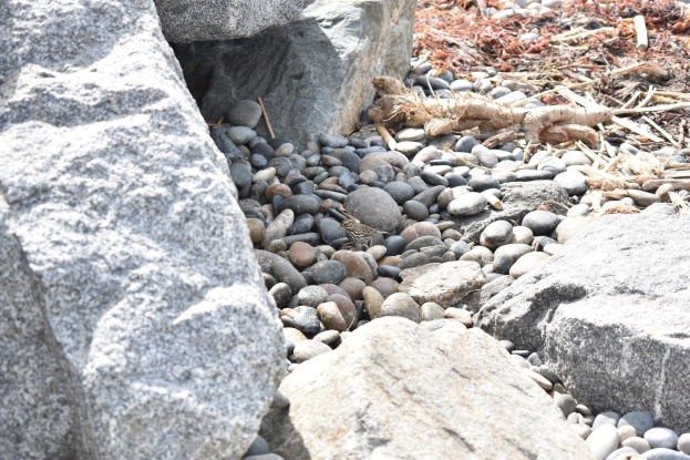 Ein steiniger Strand mit verstreuten Steinen und Kieseln, der eine kleine Eidechse zeigt, die auf einem Stein sitzt, mit trockenen Blättern und Zweigen im Hintergrund.