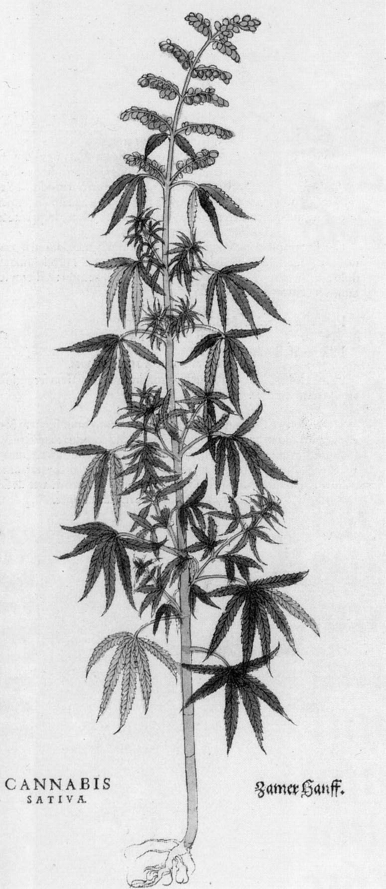 Schwarz-weiß-Zeichnung einer Cannabis sativa-Pflanze mit detaillierten Blättern und Stängeln, beschriftet mit "Cannabis Sativa" unten.