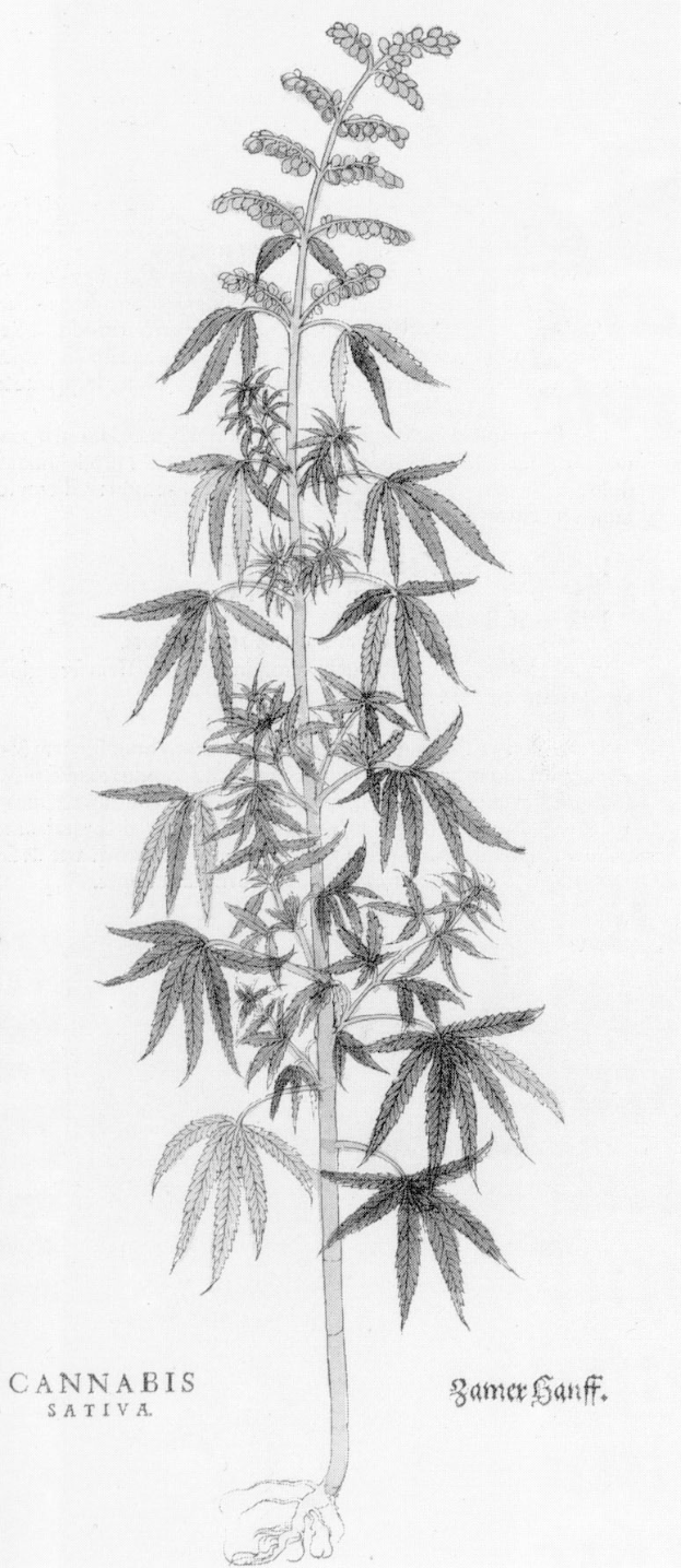 Schwarz-weiß-Zeichnung einer Cannabis sativa-Pflanze mit detaillierten Blättern und Stängeln, beschriftet mit "Cannabis Sativa" unten.